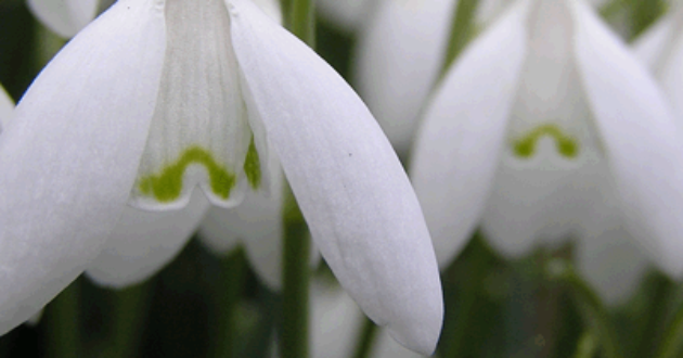 Snow Drops